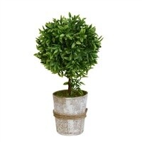 10" Thyme Topiary