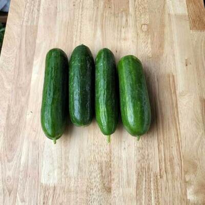 Cucumbers - Katrina