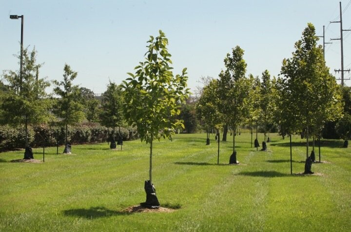 A Grove Of 5 Trees Charitable Gift