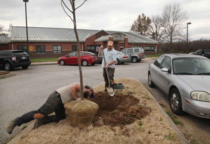 2-Inch Trunk, Ball & Burlap Tree Gift Donation
