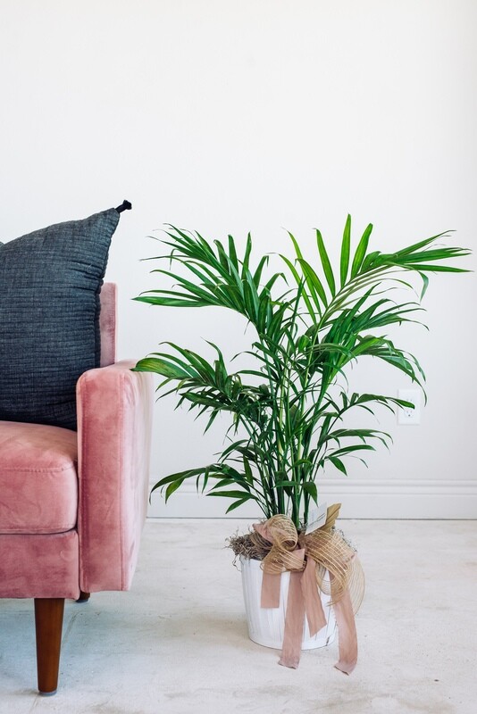 Large Palm in Woodland Basket
