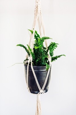 Potted Plant in Macrame