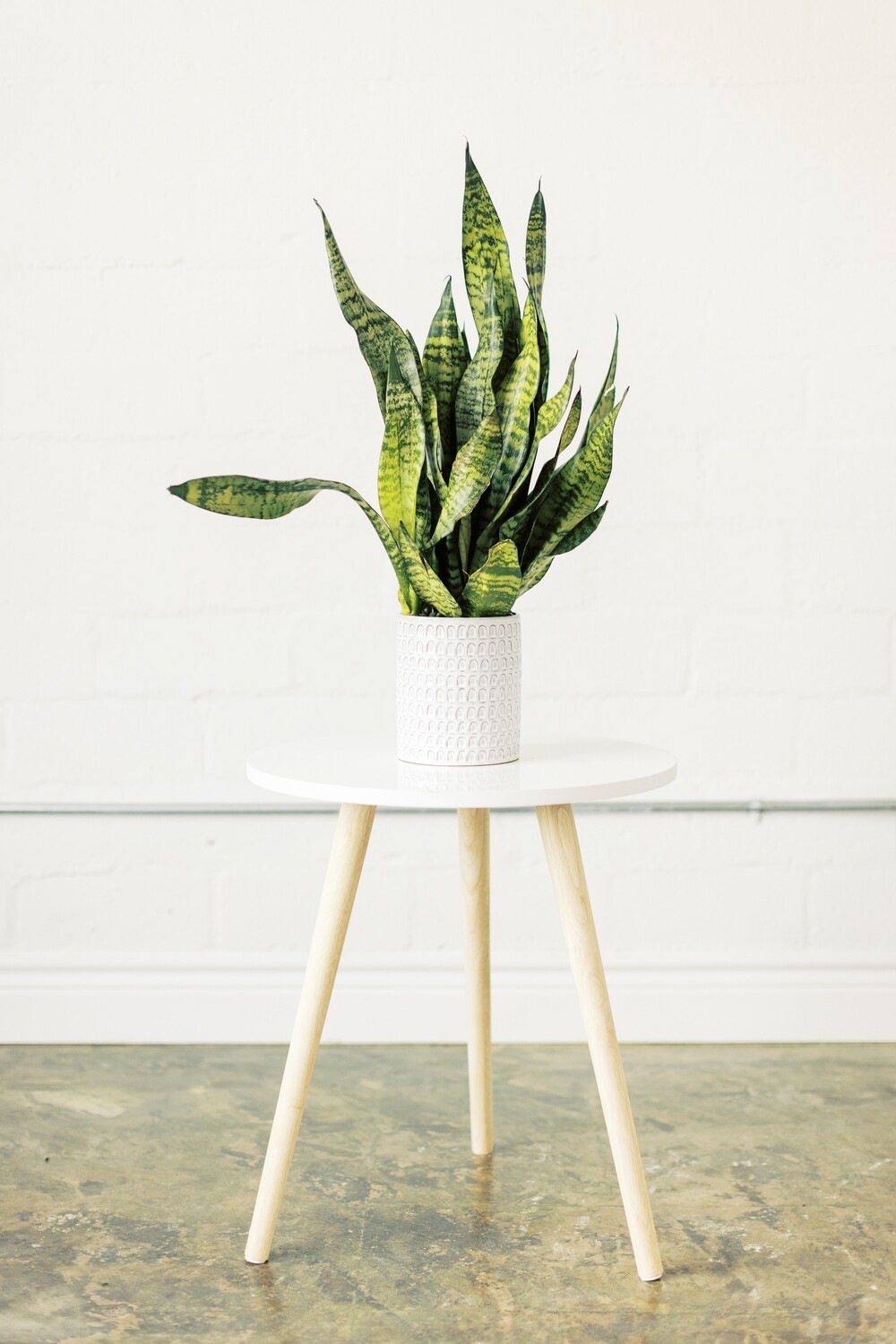 6&quot; Assorted Large Plant in Ceramic Planter