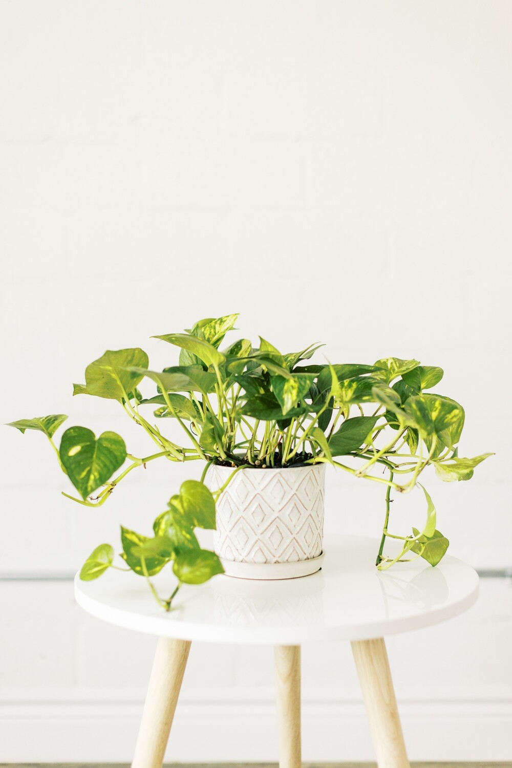 6&quot; Pothos in Ceramic