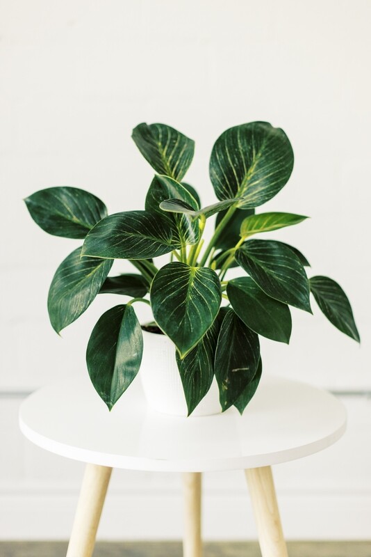 Premium Plant in Ceramic