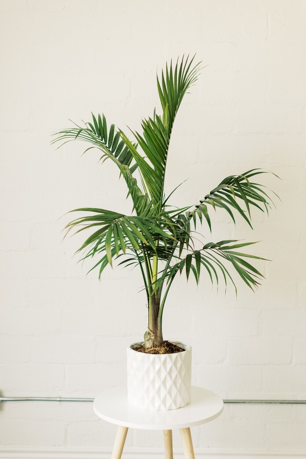 Large Palm