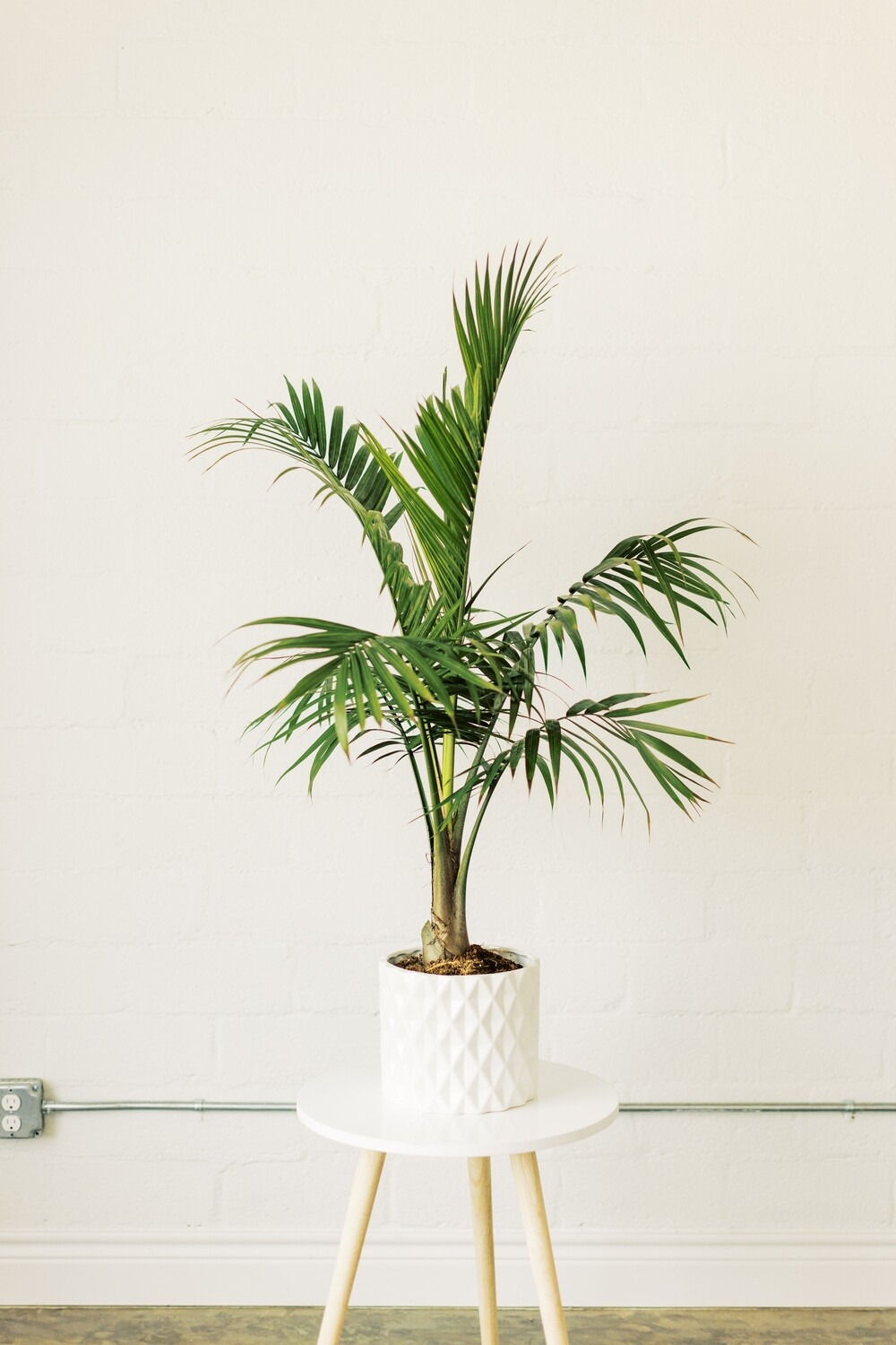 Large Palm