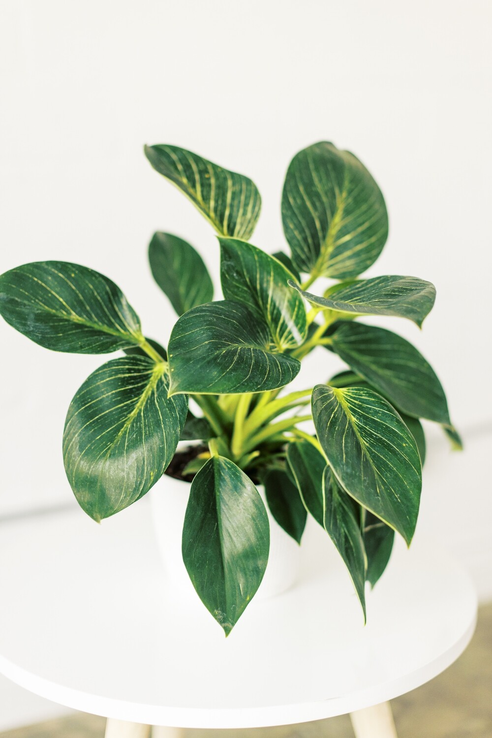 Premium Plant in Ceramic