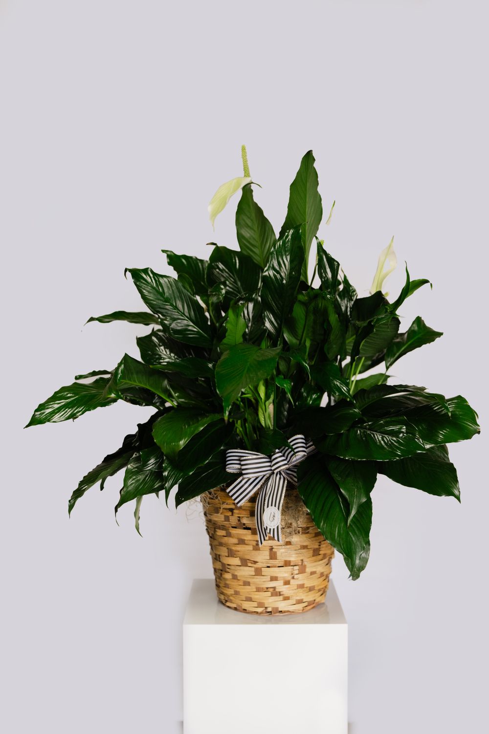 Peace Lily Plant
