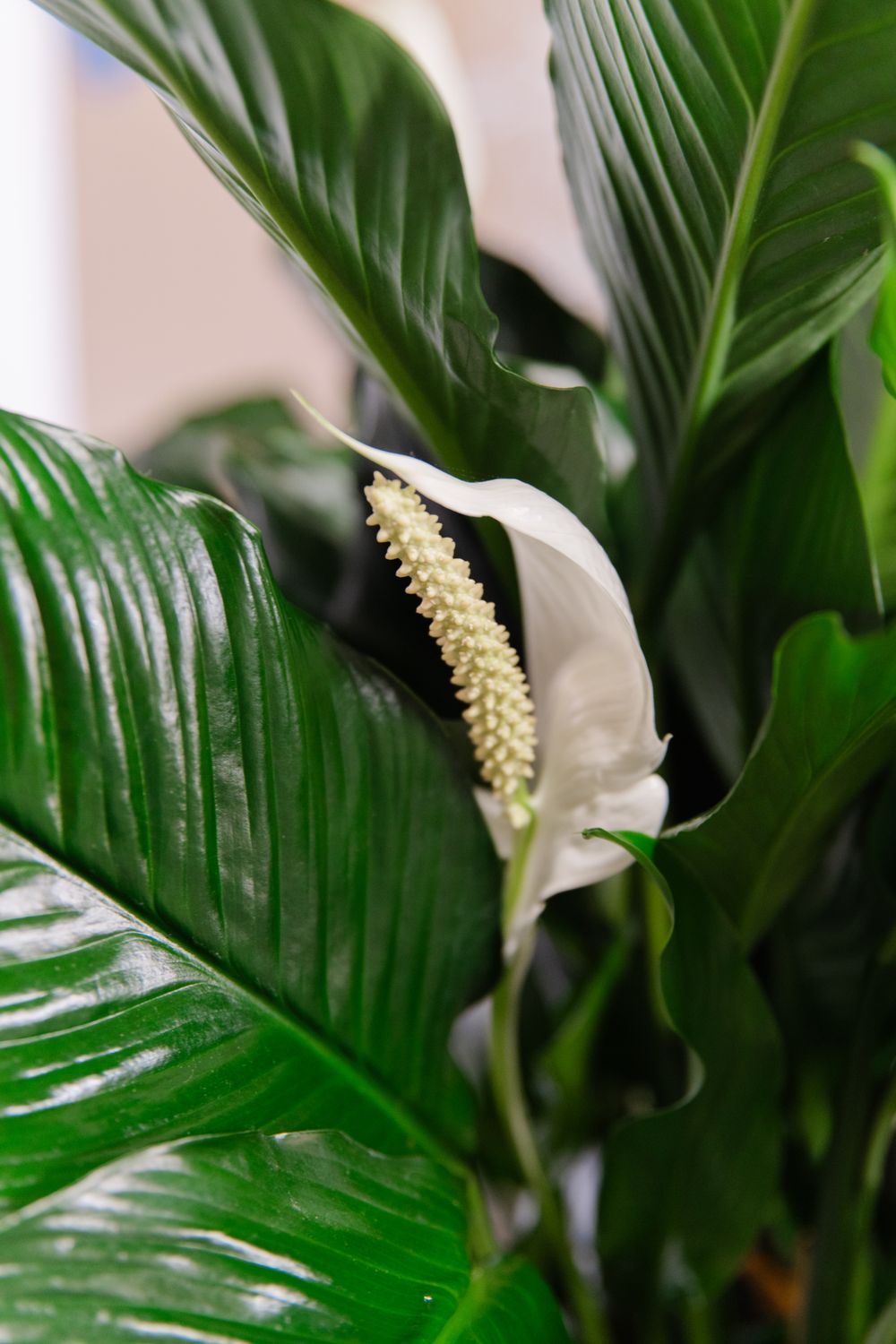 Peace Lily Plant