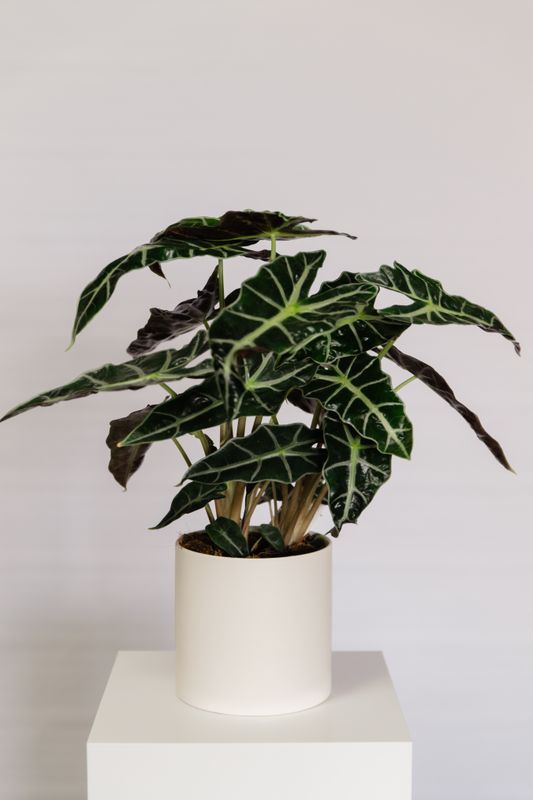 6&quot; Assorted Large Plant in Ceramic Planter