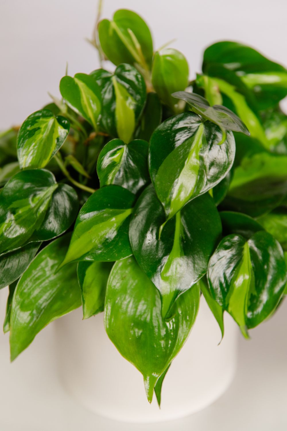 6&quot; Assorted Large Plant in Ceramic Planter