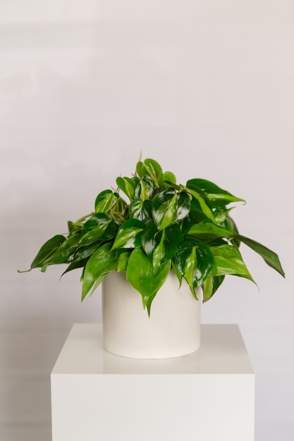 6&quot; Assorted Large Plant in Ceramic Planter
