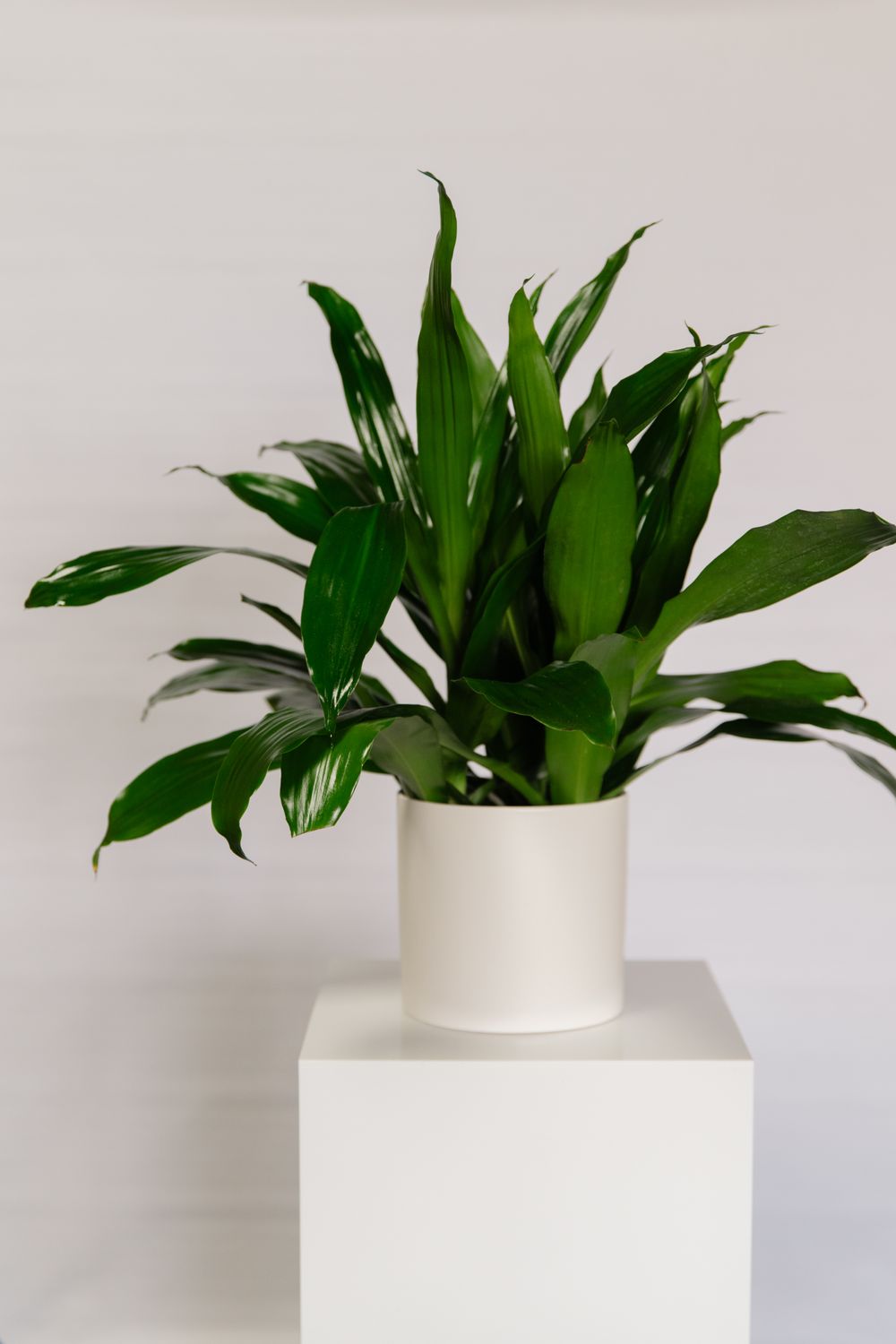 6&quot; Assorted Large Plant in Ceramic Planter