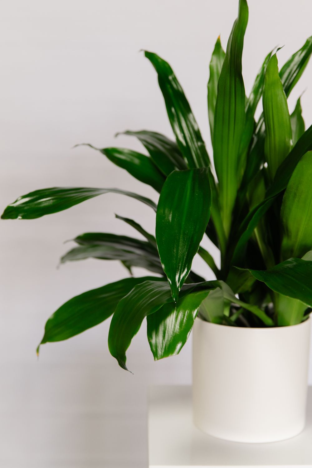 6&quot; Assorted Large Plant in Ceramic Planter