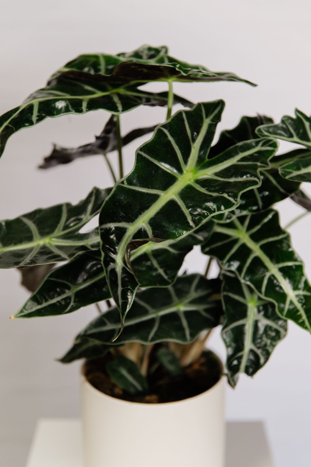 6&quot; Assorted Large Plant in Ceramic Planter