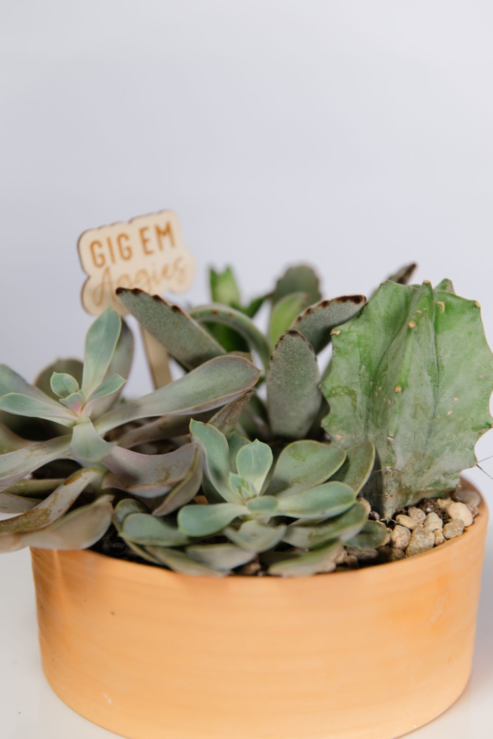 Succulent Dish Garden
