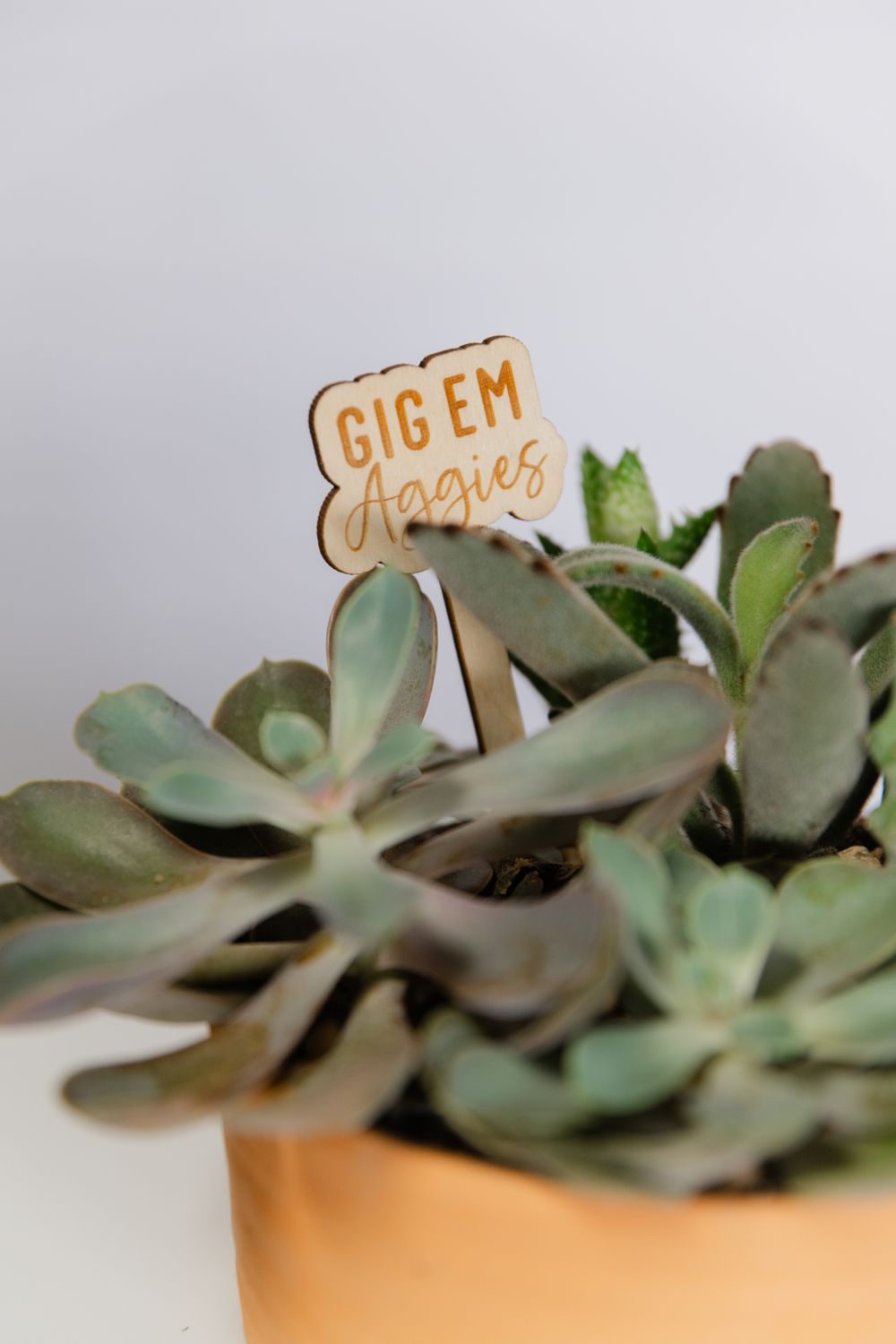 Succulent Dish Garden