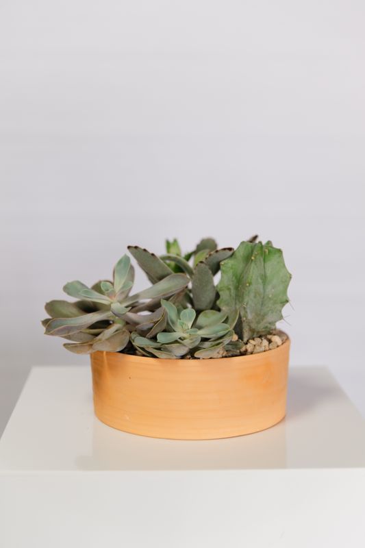 Succulent Dish Garden