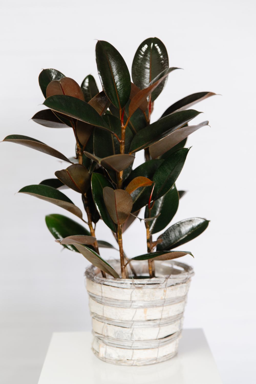 6&quot; Assorted Plant in Woodland Basket