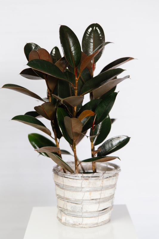 6&quot; Assorted Plant in Woodland Basket
