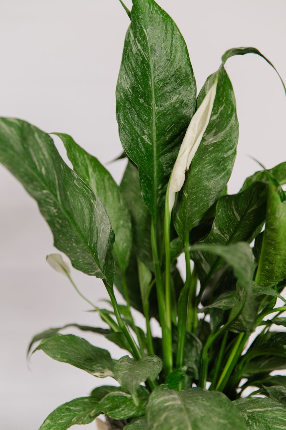 6&quot; Assorted Plant in Woodland Basket