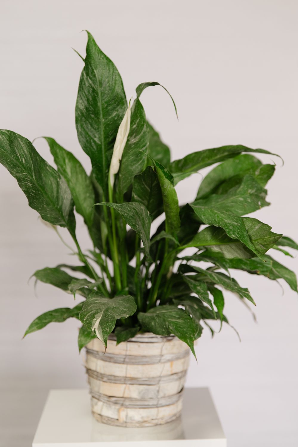 6&quot; Assorted Plant in Woodland Basket