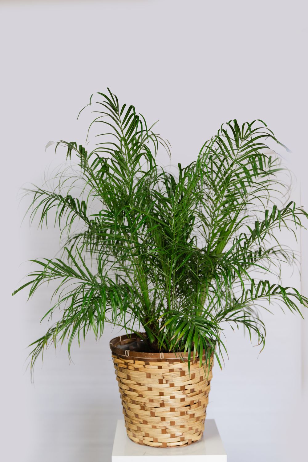 Large Palm in Woodland Basket