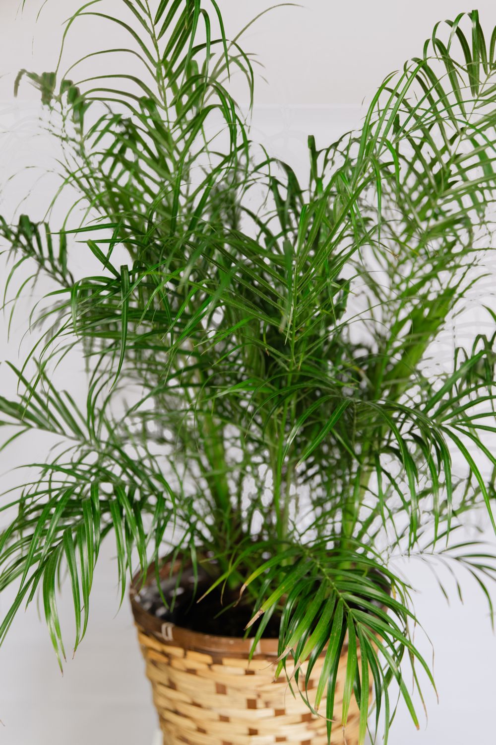 Large Palm in Woodland Basket