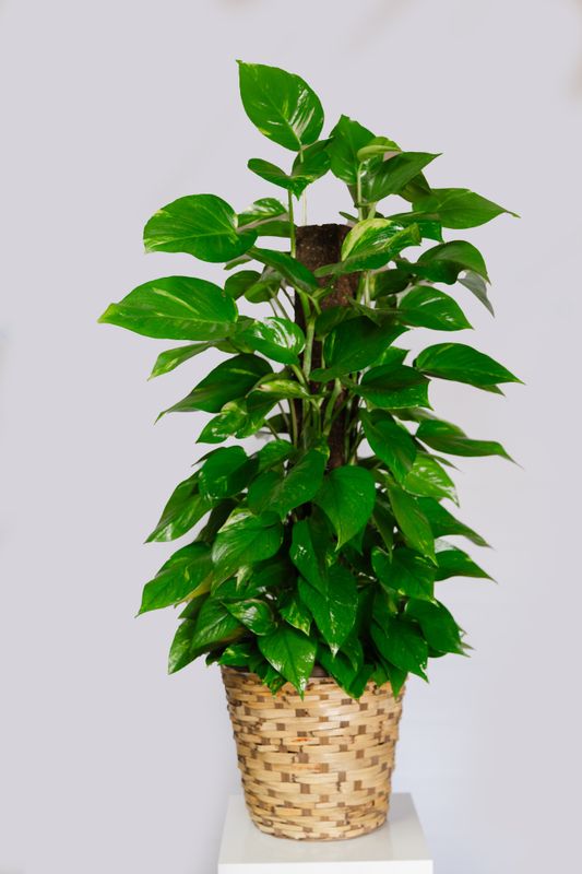 Pothos Plant