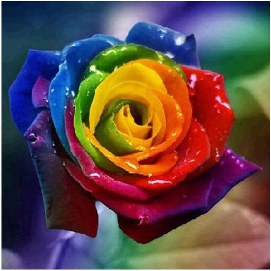 Regenbogen Rose (2 AB Farben)