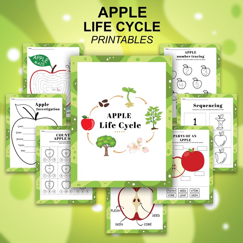 Life Cycle Of An Apple