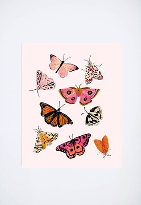 Moths & Butterflies 11x14 Art Print