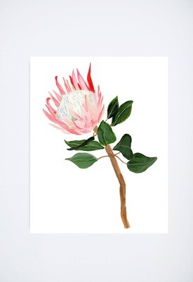 Protea Floral 11X14 Art Print
