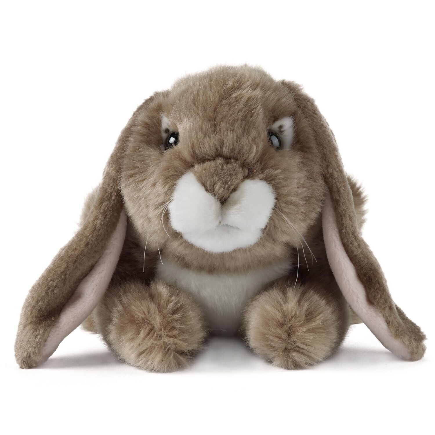 Dark Brown Lop Eared Rabbit