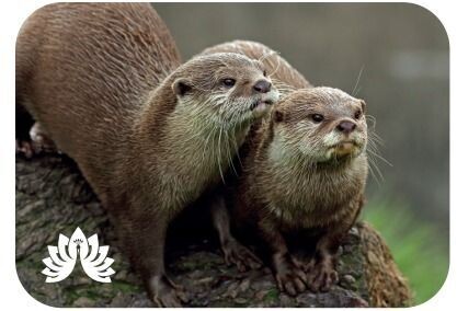 Auchingarrich Otter Magnet