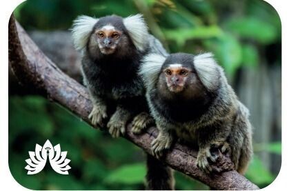 Auchingarrich Marmoset Magnet