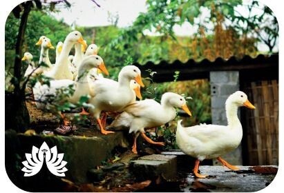 Auchingarrich Duck Magnet