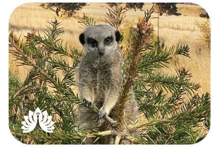 Auchingarrich Meerkat Magnet