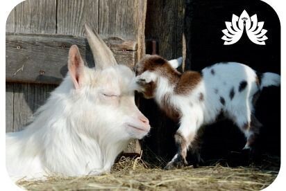 Auchingarrich Goat Magnet
