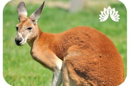 Auchingarrich Red Kangaroo Magnet