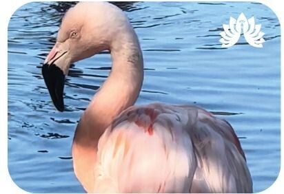 Auchingarrich Flamingo Magnet