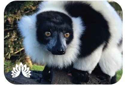 Auchingarrich Lemur Magnet