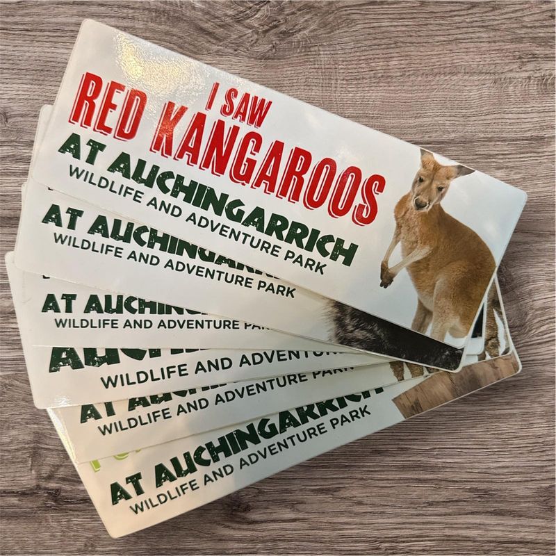 Auchingarrich Red Kangaroo Bumper Sticker Auchingarrich Red Kangaroo Bumper Sticker