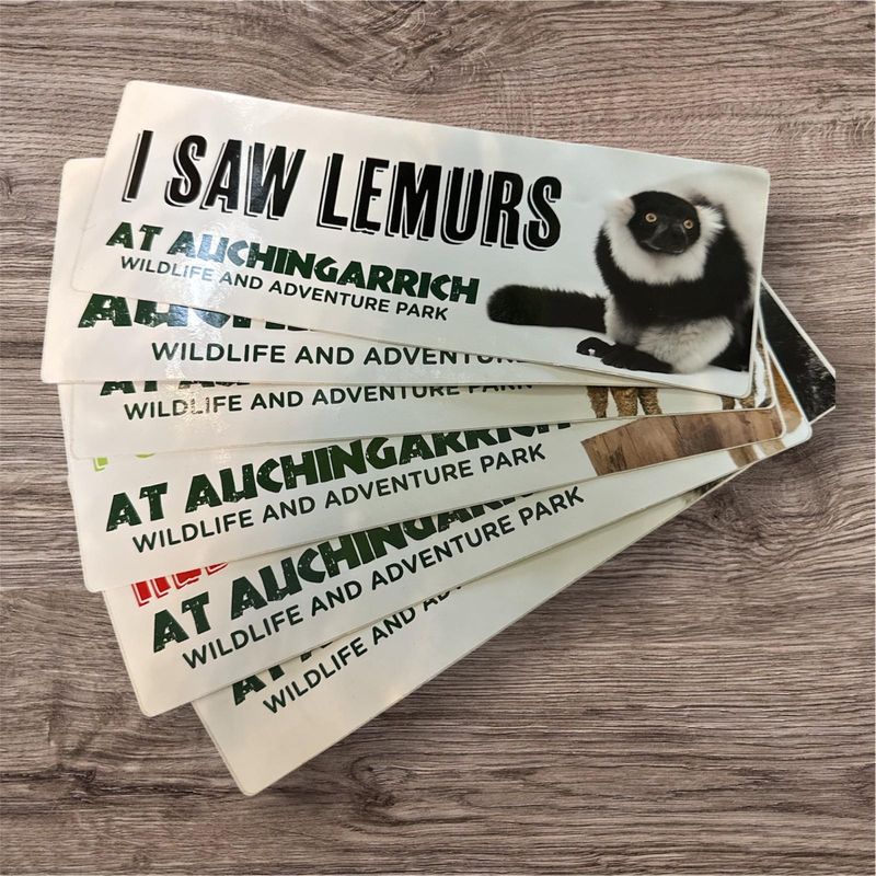 Auchingarrich Lemur Bumper Sticker Auchingarrich Lemur Bumper Sticker