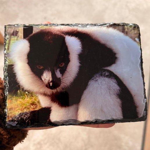 Auchingarrich Lemur Design Slate, by JANE