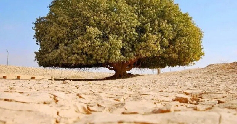 Blessed Tree Project