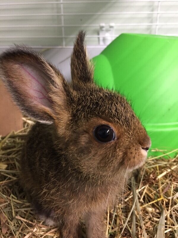 Rabbit Sponsorship