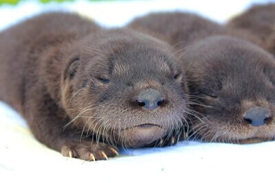 River Otter Sponsorship