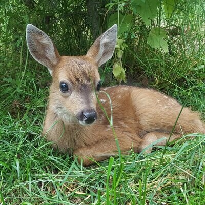 Fawn Sponsorship